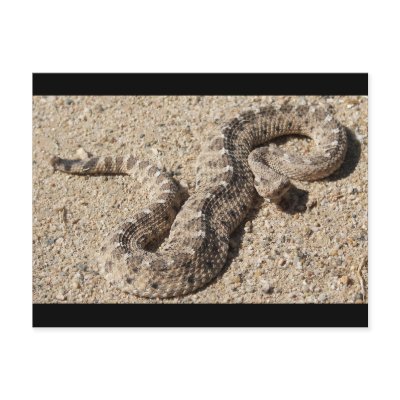 Arizona Horned Sidewinder Rattlesnake Postcards by Congress_Arizona