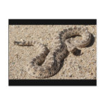 Arizona Horned Sidewinder Rattlesnake postcards