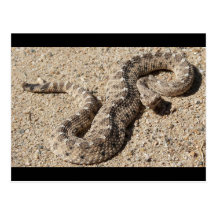 Arizona Horned Sidewinder Rattlesnake Postcards