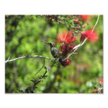 Arizona Hummingbird Photographic Print