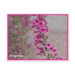 arizona pink flower postcard