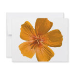 Arizona Poppy after rain Custom Invites