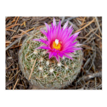 ARIZONA POST CARD