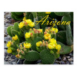 Arizona Postcard, Prickly Pear Cactus