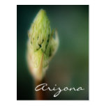 Arizona Postcard Spring Bud Template