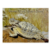 Arizona Regal Horned Lizard Post Card