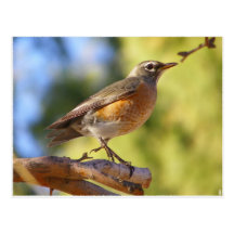 Arizona  Robin Post Card