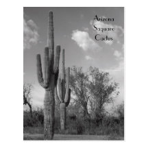 Arizona Saguaro Postcard