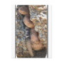 Arizona Speckled Rattlesnake (peach hue) Post Cards