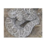 Arizona Western Diamondback Rattlesnake Post Card