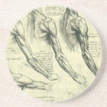 Arm and Shoulder Muscles Anatomy Leonardo da Vinci Coaster