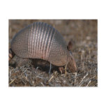 Armadillo Postcard