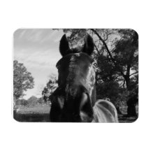 Arnie Vinyl Magnets