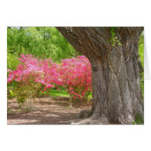 Arnold Arboretum in Spring Greeting Cards