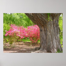 Arnold Arboretum in Spring Posters