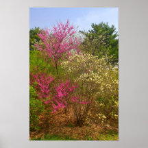 Arnold Arboretum Spring Colour Posters