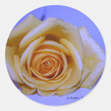 Arrière - plan bleu-clair simple de rose jaune adhésif