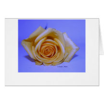 Arrière - plan bleu-clair simple de rose jaune carte de vœux