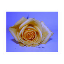 Arrière - plan bleu-clair simple de rose jaune cartes postales
