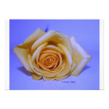 Arrière - plan bleu-clair simple de rose jaune bristols
