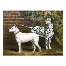 Art de chien vintage de bull-terrier et de Dalmate Photographies D’art