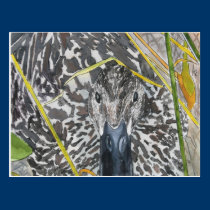 Art femelle de faune de peinture de canard de poul cartes postales