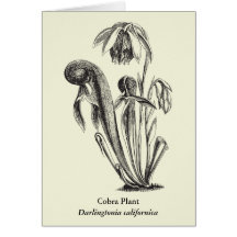 Art floral de plante carnivore cartes