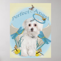 Art parfait maltais d'ange posters