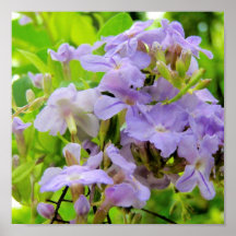 Art tropical - fleurs affiche