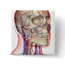 Arteries and veins in the head and neck buttons
