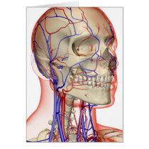 Arteries and veins in the head and neck greeting card