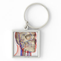 Arteries and veins in the head and neck key chain