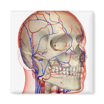 Arteries and veins in the head and neck magnet