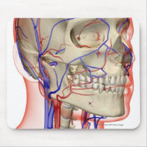 Arteries and veins in the head and neck mousepad