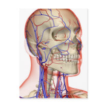 Arteries and veins in the head and neck post card