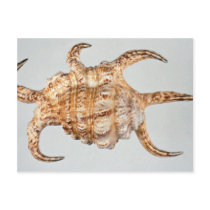 Arthritic spider, conch post cards