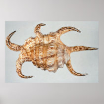 Arthritic spider, conch print
