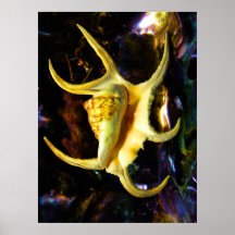 Arthritic Spider Conch Seashell Poster