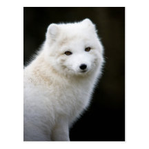 Artic Fox Post Card