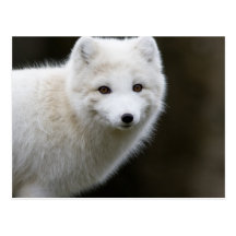 Artic Fox Post Card