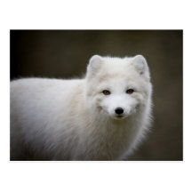 Artic Fox Post Cards