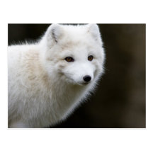 Artic Fox Post Cards