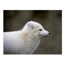 Artic Fox Post Cards