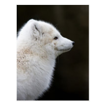 Artic Fox Postcard