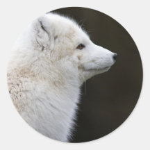 Artic Fox Round Stickers