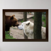 artic wolf and bear in the background poster