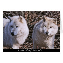 Artic Wolf Buddies Cards
