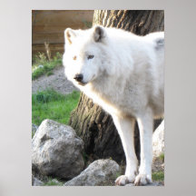 ARTIC WOLF PRINT