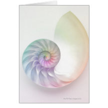Artistic coloured nautilus image greeting card