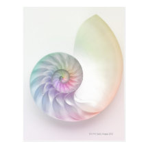 Artistic coloured nautilus image postcards